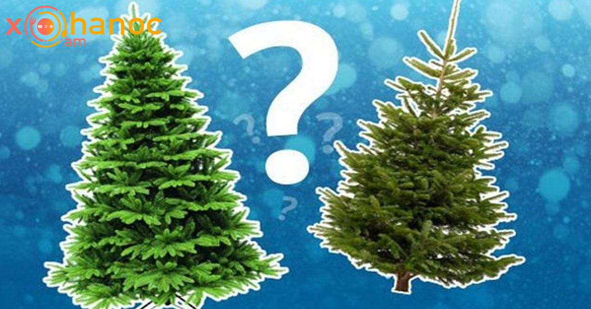 Արհեստական, թե բնական․ Ո՞ր տոնածառն է ճիշտ դնել 2026 թվականը դիմավորելիս Արհեստական, թե բնական․ Ո՞ր տոնածառն է ճիշտ դնել 2026 թվականը դիմավորելիս