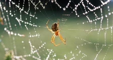 Ինչու՞ չի կարելի տանը սարդ սատկացնել