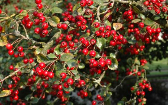 Աշխարհի ամենաբուժիչ բույսը, որը «վերակենդանացնում է մահացածներին»