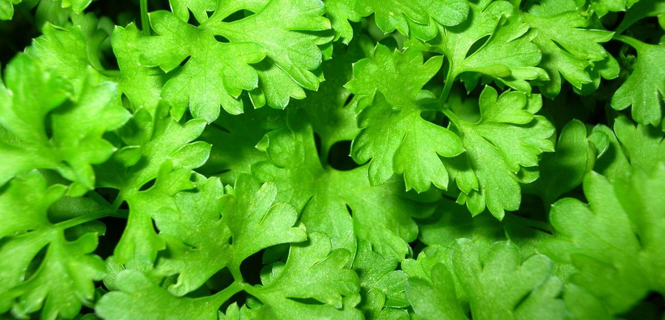 Կանաչի, որը 86%-ով սպանում է թոքերի քաղցկեղի բջիջները
