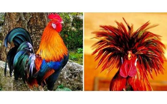 Ո՞ր կենդանակերպի նշաններին է մեծ հաջողություն սպասվում 2017 ին