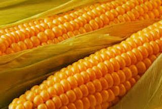 Եգիպտացորեն. բույս, որը ոսկի է պարունակում 