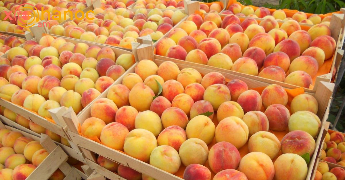 Ընտիր դեղձ՝ ընդամենը 150 դրամ/կգ․ եկեք, տարեք