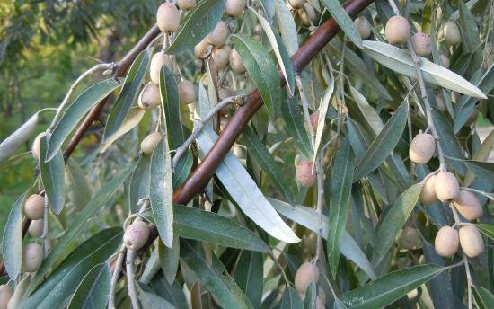 Փշատը ժողովրդական բժշկության մեջ