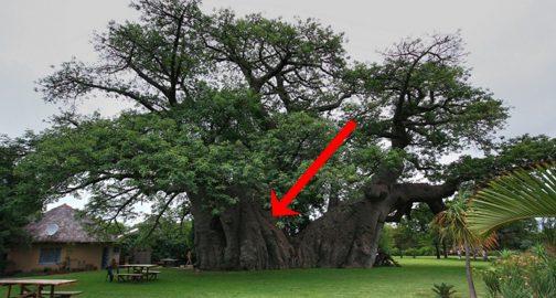 Այս ծառը 6000 տարեկան է. տեսեք, թե ինչ գաղտնիք է այն իր մեջ պարունակում (ֆոտո)