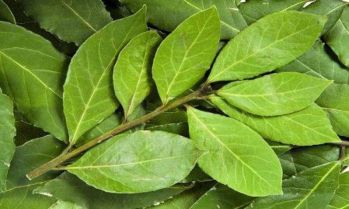 Ո՛չ երակների վարիկոզ լայնացմանը, հոդացավին, վատ հիշողությանը և գլխացավին. ամենը՝ այս բույսի շնորհիվ