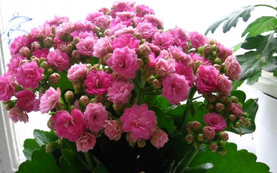 Իմացեք, թե որ սենյակային բույսը երջանկություն կբերի Ձեզ