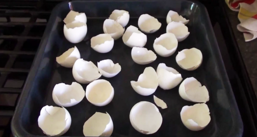 Սա իմանալուց հետո ձվի կեղևն այլևս աղբարկղը չեք նետի