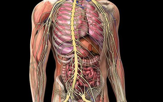 Ներքին օրգանների մանրամասն մաքրում տոքսիններից. Միանգամից երիտասարդանում ես 5 տարով 