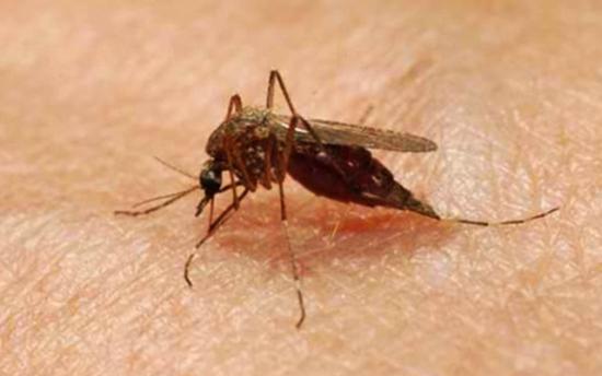 Ինչպես ազատվել տան միջատներից