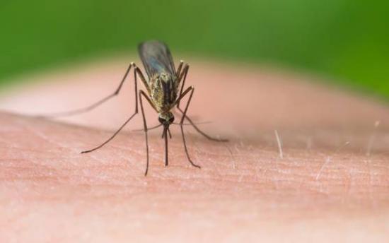 Մոծակներից պաշտպանվելու ամենալավ և պարզ միջոցը։ Իսկապես այն ինձ օգնել է