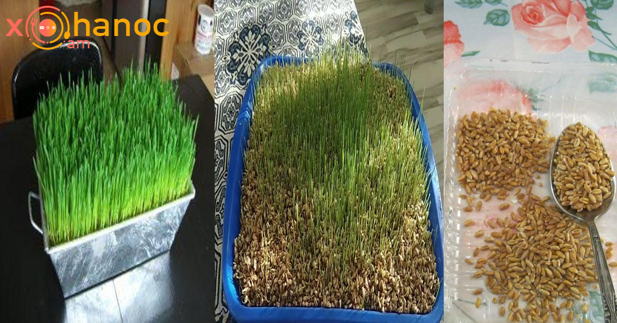 Տեսանյութ․ Դիտեք, թե ինչպես ընդամենը 2-3 օրում աճեցնել Զատիկի խոտը, ամենապարզ մեթոդն է սա