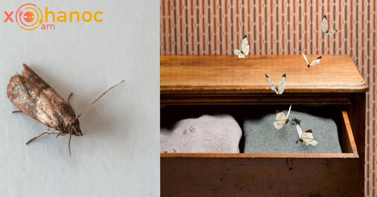 Ինչպես վերացնել ցեցերին պահարաններից