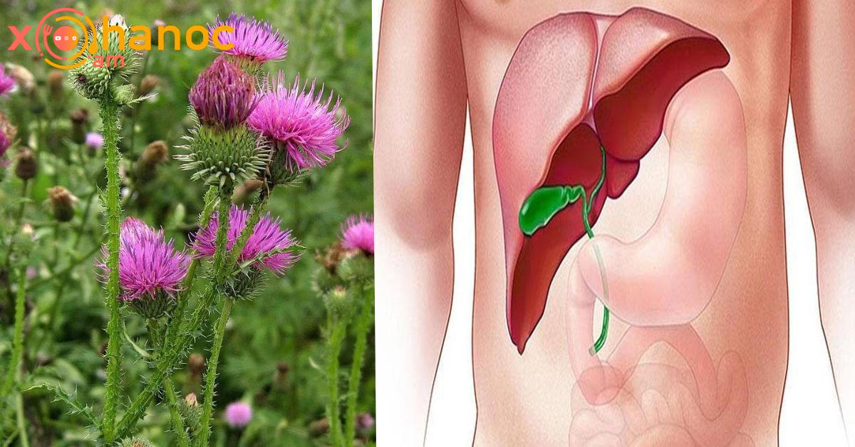 Ստամոքսի ցավը վերացնող և լյարդը բուժող բնական բաղադրատոմս