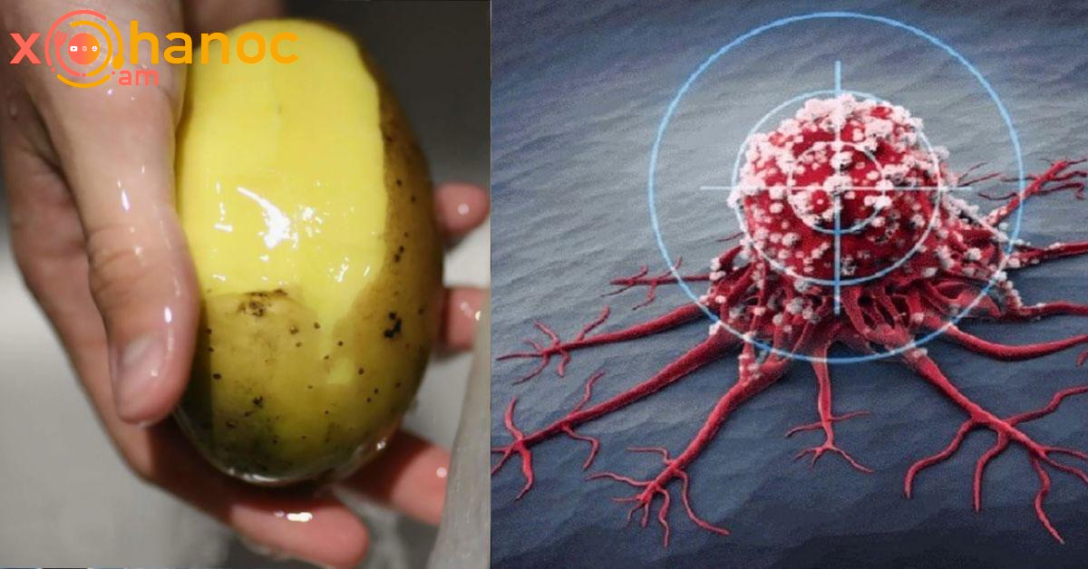 Այս բանջարեղենը պաշտպանում է քաղցկեղից և սրտանոթային հիվանդություններից Այս բանջարեղենը պաշտպանում է քաղցկեղից և սրտանոթային հիվանդություններից