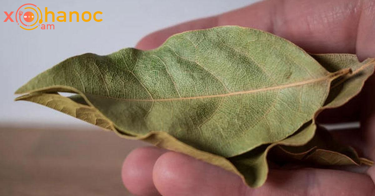 Դափնու տերևը եթե այսպես օգտագործեք, կկարգավորի մարսողությունը ու կնիհարեք 10-12 կգ Դափնու տերևը եթե այսպես օգտագործեք, կկարգավորի մարսողությունը ու կնիհարեք 10-12 կգ