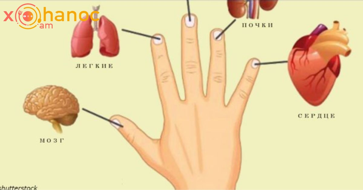 Յուրաքանչյուր մատը կապված է 2 օրգանների հետ՝ 5 րոպեում ինքնաբուժման ճապոնական մեթոդ