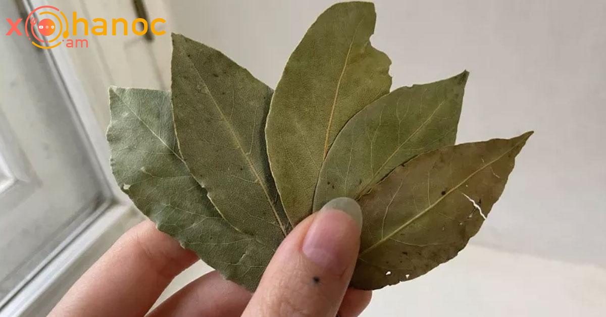 Դափնու տերևի միջոցով բուժեք երիկամները, սիրտը և հոդացավերը