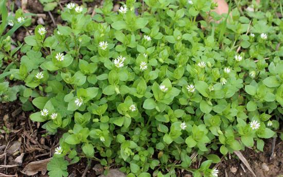 Մոլախոտի այս բուժիչ և բացառիկ հատկությունները կզարմացնի ձեզ