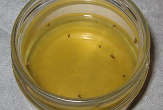 Միջատներից ազատվելու 7 արագ միջոց