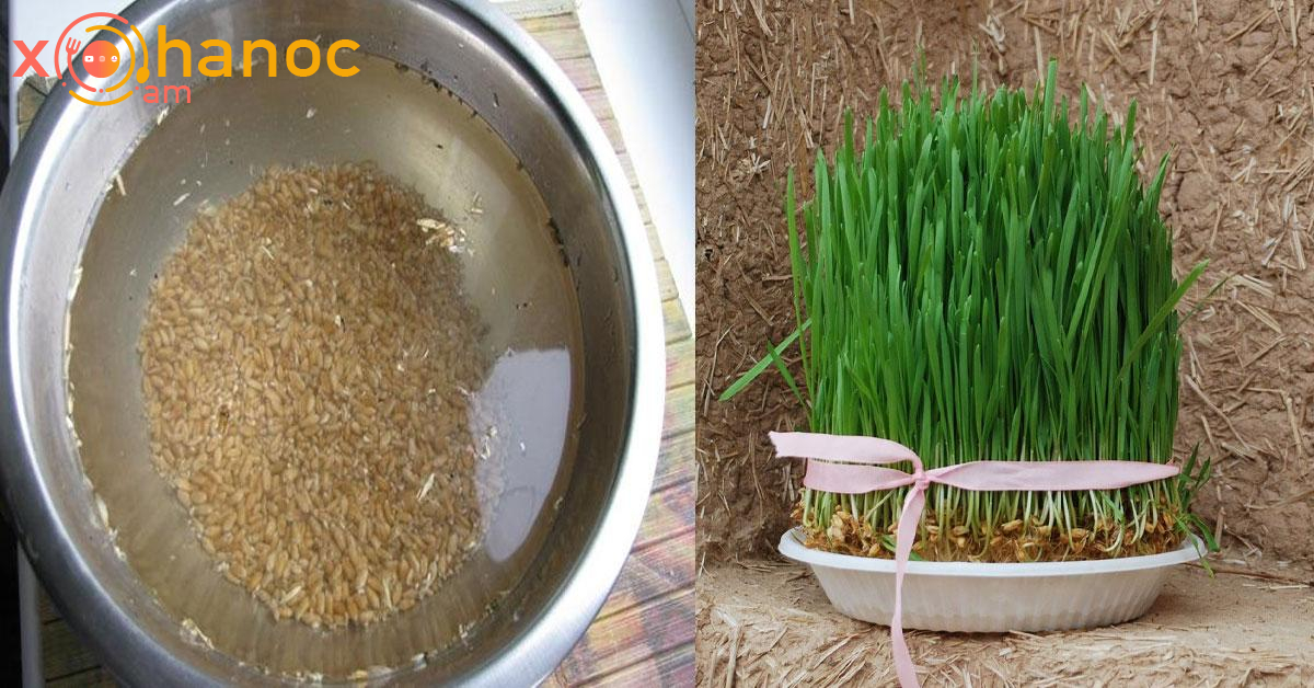 Այս եղանակով աճեցրեք Զատիկի խոտը․ Դա կտևի ընդամենը 3-4 օր