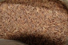 Այս սերմերը բուժում է ստամոքսը, միզապարկը, աղիները, ցիստիտը և բարձր ճնշումը