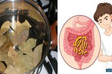 Դափնու տերևով մաքրեք աղիները և ազատվեք թունավոր մակաբույծներից․ Թուրմը պատրաստեք այսպես