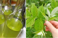 Ազնվամորու տերևների թուրմն օգնում է պայքարել նյարդային խանգարումների և սրտի հիվանդությունների դեմ