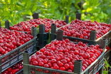 Ի՞նչ միրգ է սա, եթե գիտեք գրեք մրգի հայրերն անվանումը