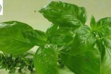 Սա ամենահզոր միջոցն է, որը մաքրում է զարկերակնը և իջեցնում է խոլեստերինը
