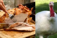 Ամբողջ ճշմարտությունը հնդկահավի մսի մասին․ Այն օգտակար է, թե՞ չի կարելի ուտել