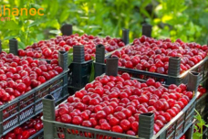 Մեկնաբանությունում գրեք այս մրգի անունը, բոլորը վիճում են հետս և ասում են, որ դա լոլիկ է