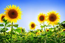 Արևածաղկի սերմերի օգուտն ու վնասը