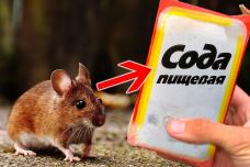 Ինչպես ազատվել մկներից` առանց մկնդեղի․ Այս միջոցը շատ կօգնի ձեզ