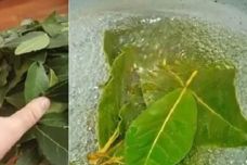 Դափնու տերև դեմքի համար. Անհավանական ազդեցություն