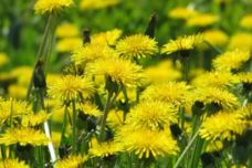 Այս բույսը բուժում է դիաբետը, քաղցկեղը ու լյարդը