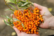 Գրեք, թե ինչ է սա․ Այն կանանց փրկիչն ու ու նիհարելու ամենաանվտանգ միջոցը