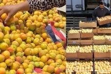 Ի՞նչ արժե 1 կգ ծիրանը այս պահի դրությամբ