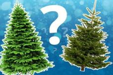 Արհեստական, թե բնական․ Ո՞ր տոնածառն է ճիշտ դնել 2026 թվականը դիմավորելիս