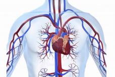 Այս միջոցը կօգնի ձեզ ունենալ առողջ սիրտ և անոթներ