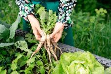 Այս բանջարեղենը շատ օգտակար է հիշողությանը, լսողությանը և տեսողությանը