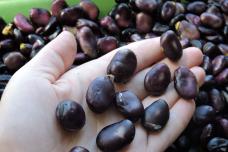 Սրտի համար օգտակար լավագույն 4 մթերքները