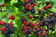 Մոշի տերևները 22 անգամ ավելի շատ կալցիում են պարունակում, քան կաթը