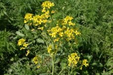 Ի՞նչ բույս է սա, եթե գիտեք գրեք․ Այն լավացնում է մարսողությունը և բարձրացնում իմունիտետը