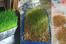 Տեսանյութ․ Դիտեք, թե ինչպես ընդամենը 2-3 օրում աճեցնել Զատիկի խոտը, ամենապարզ մեթոդն է սա