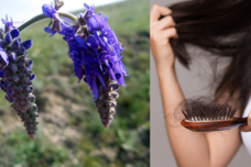 Այս բույսը կդադարեցնի մազաթափությունը և որակ ու ամրություն կհաղորդի ձեր մասերին