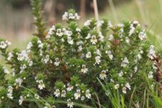 Այս միջոցը տեսողության և հիշողության փրկիչն է․ Խոտաբույս, որը կփոխարինի ակնաբույժին