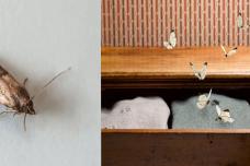 Ինչպես վերացնել ցեցերին պահարաններից