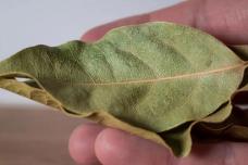 Դափնու տերևը եթե այսպես օգտագործեք, կկարգավորի մարսողությունը ու կնիհարեք 10-12 կգ