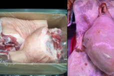 Ինչպես տարբերել տեղական խոզի բուդը ՝ սառեցված ռուսական և բրազիլական բդերից